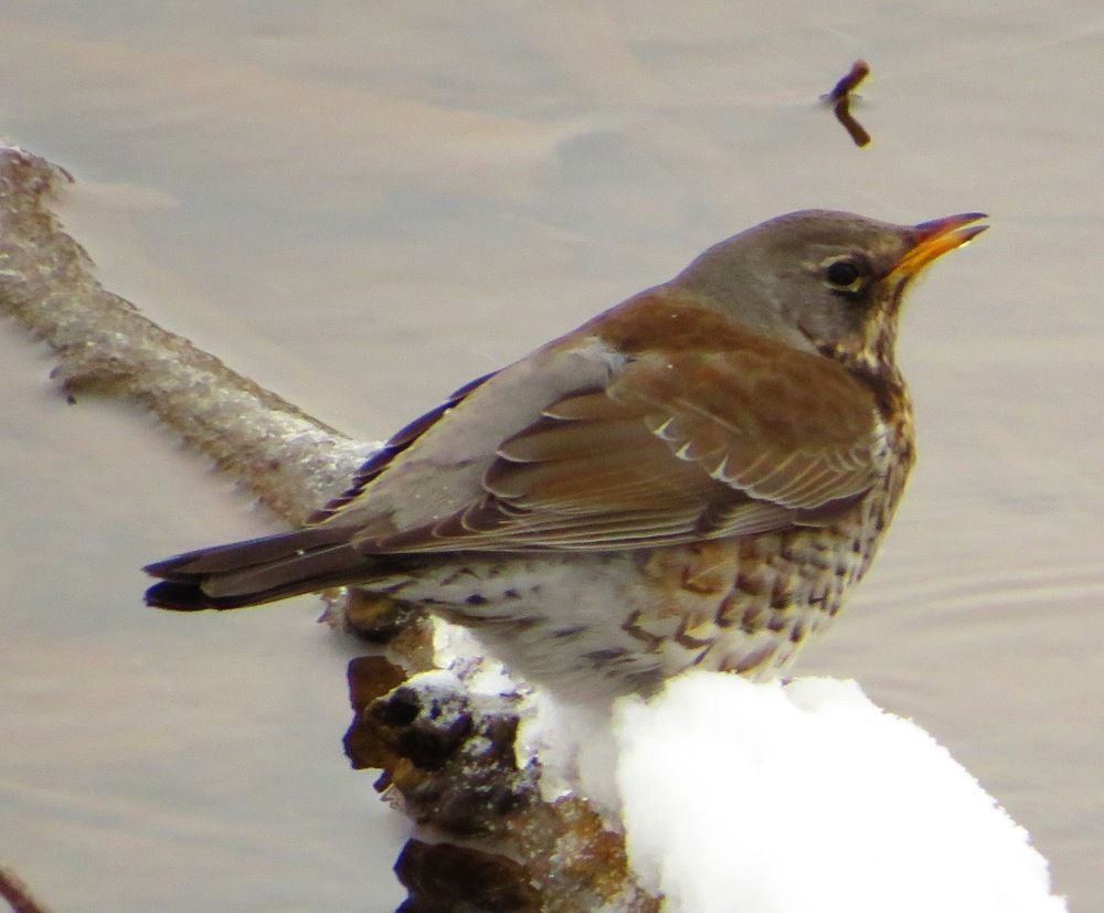 Прилетел попить