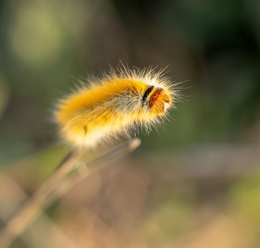 Фотография автора Ismail SAIDI