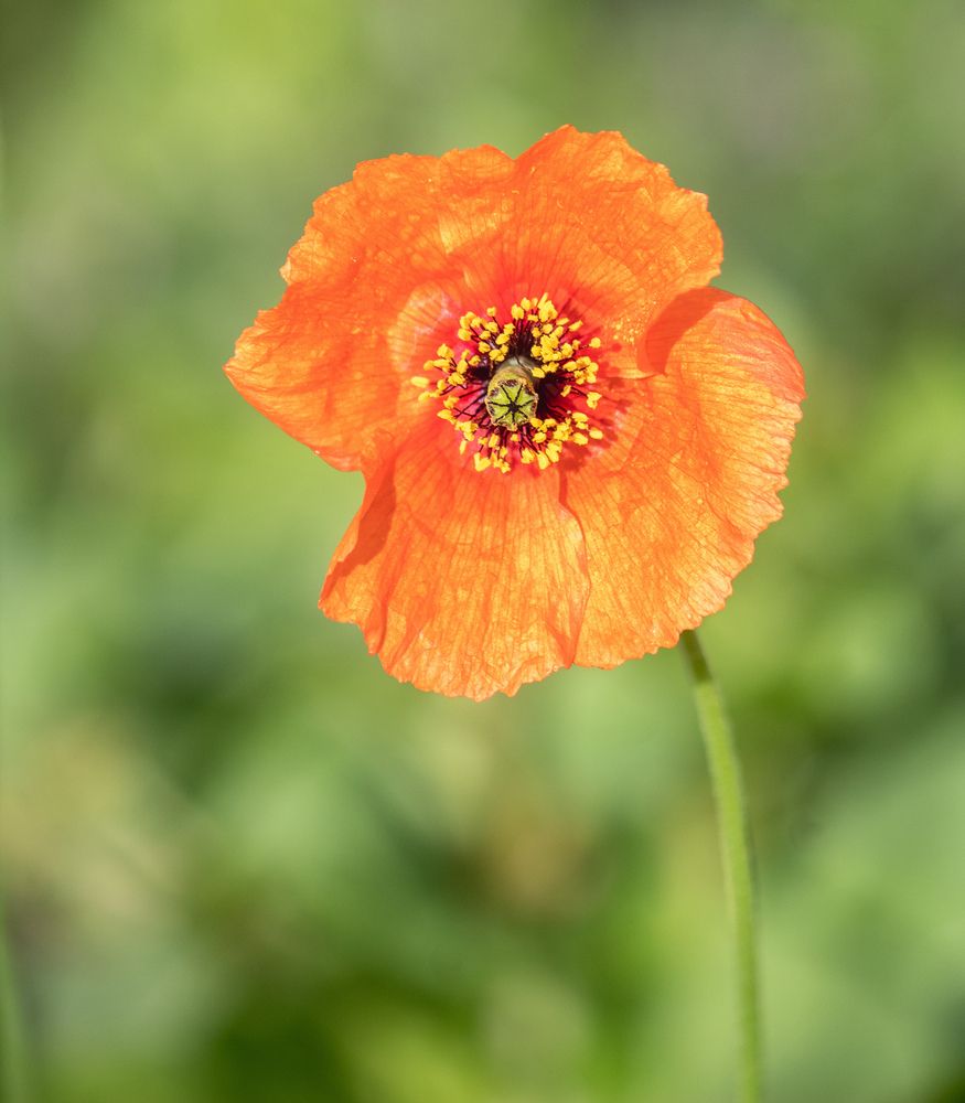 Фотография автора Ismail SAIDI