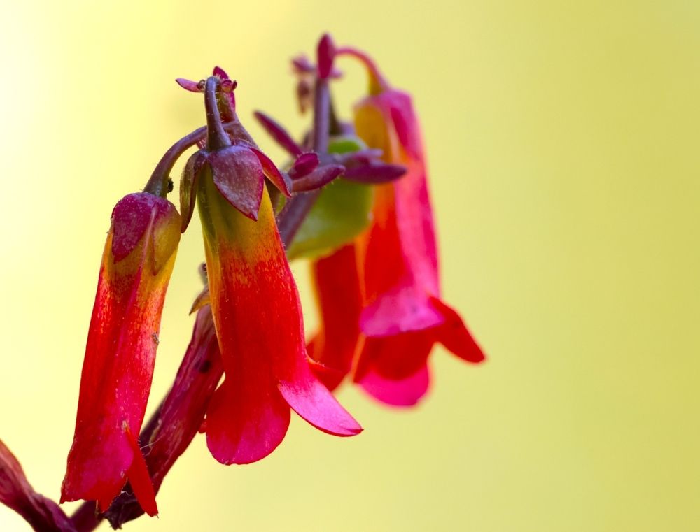 Photograph by Merav Zuberman Perkal