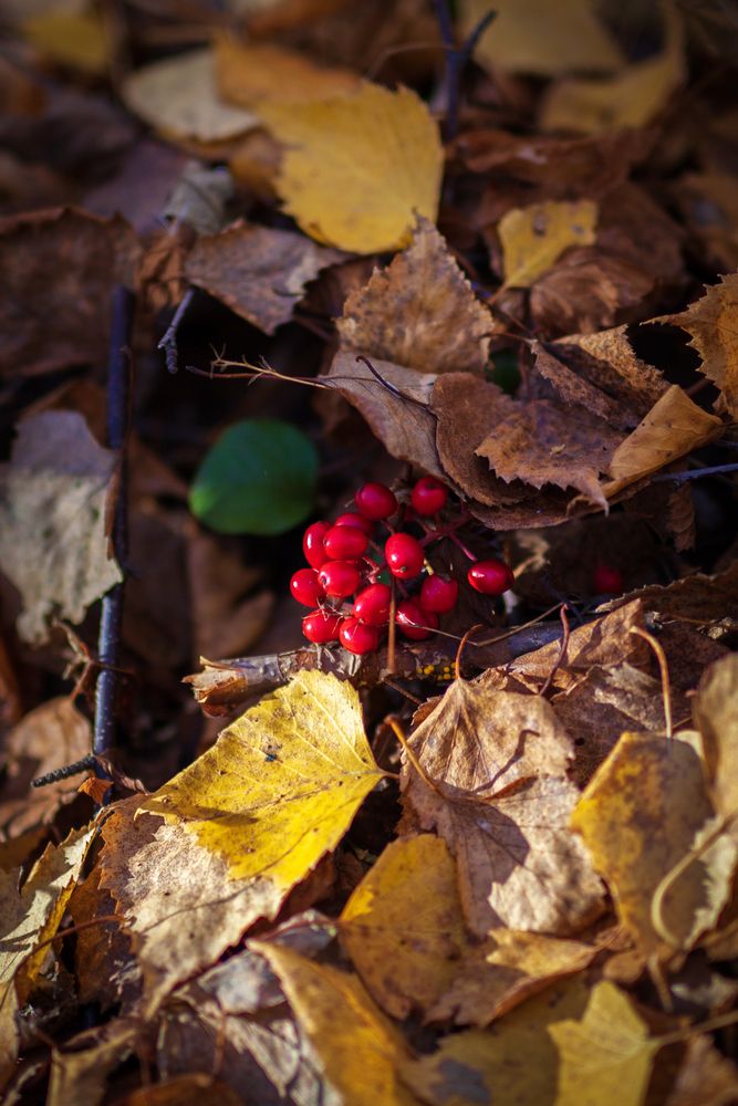 Photograph by G Shish