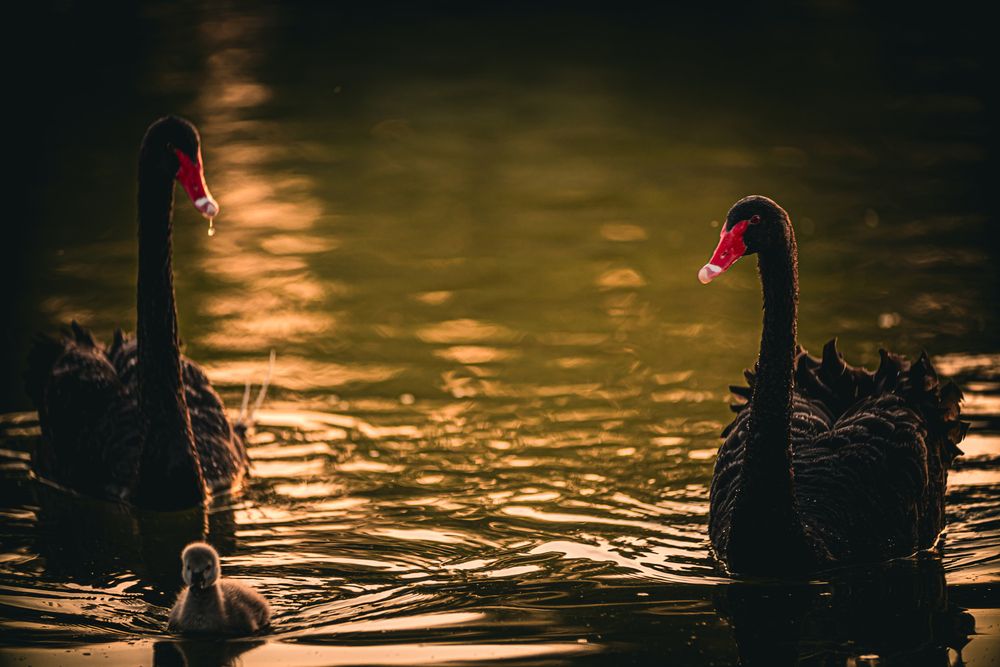 Фотография автора Sarrah Yehia