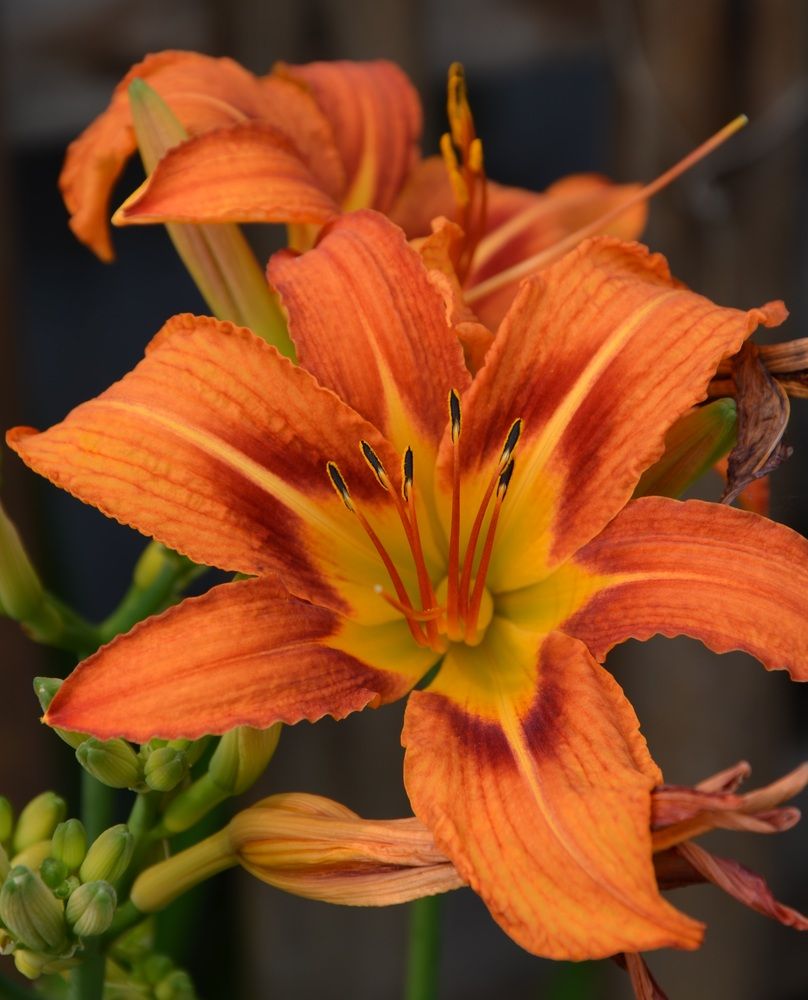 Photograph by Людмила Воропаева