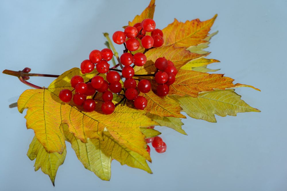 Photograph by Римма Волченко