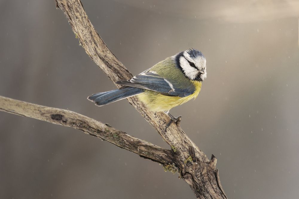 Photograph by Максим Вышарь