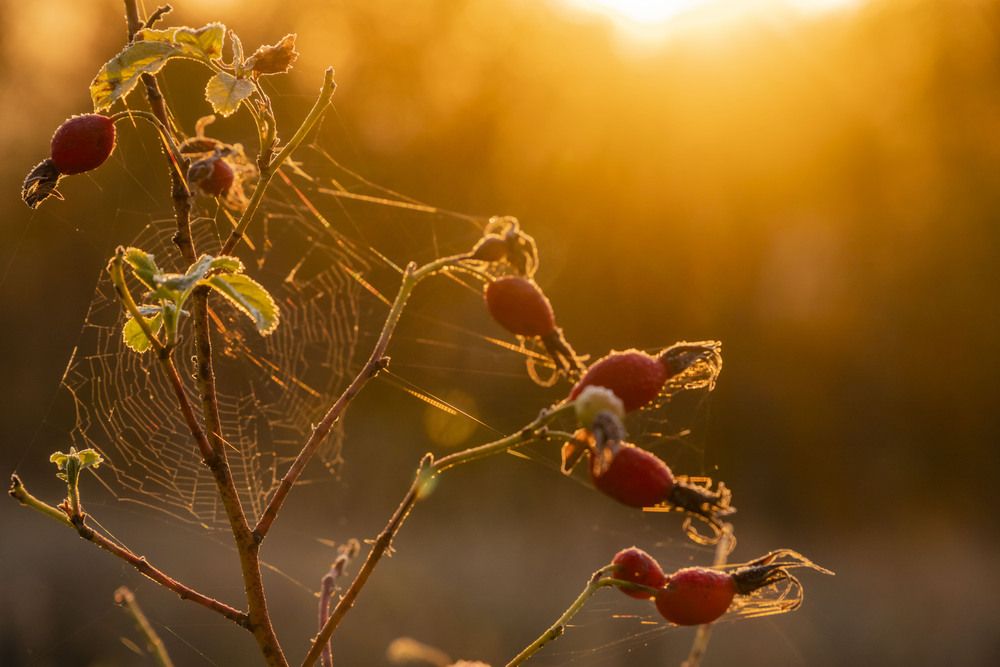 Photograph by Елена Перминова