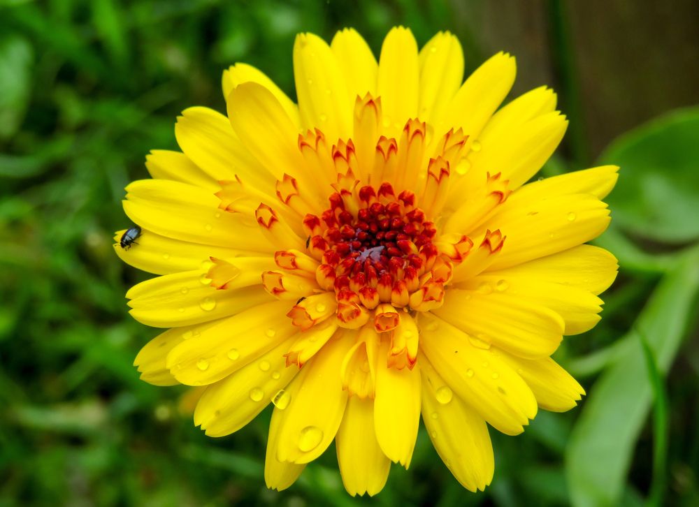 Raindrops on a yellow flower