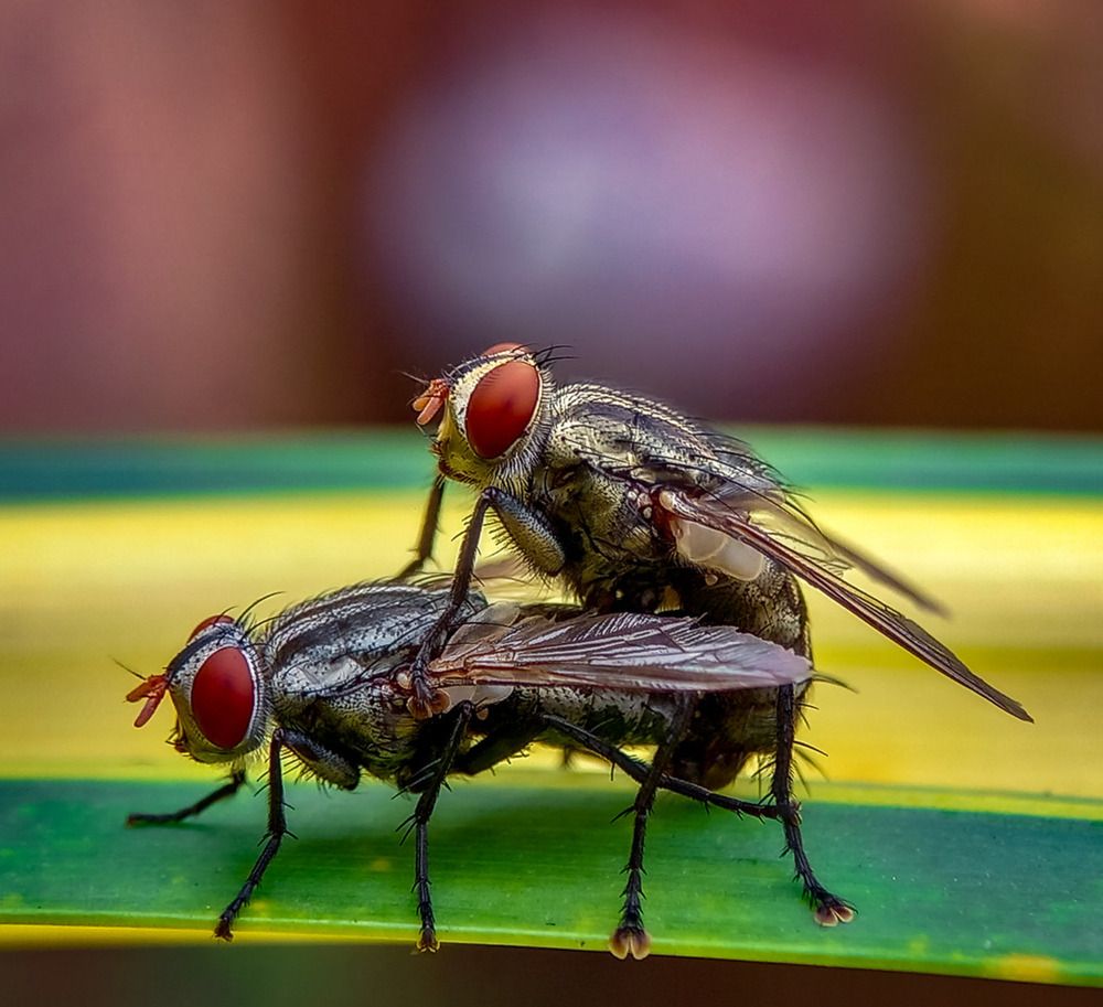 Photograph by Tharuni Shyamika Lakmali Wella Waduge