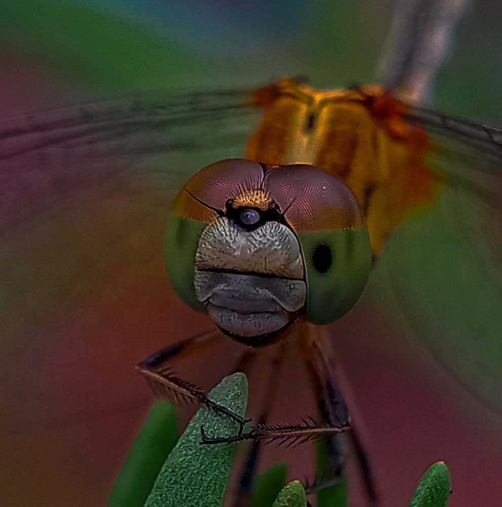 Photograph by Tharuni Shyamika Lakmali Wella Waduge