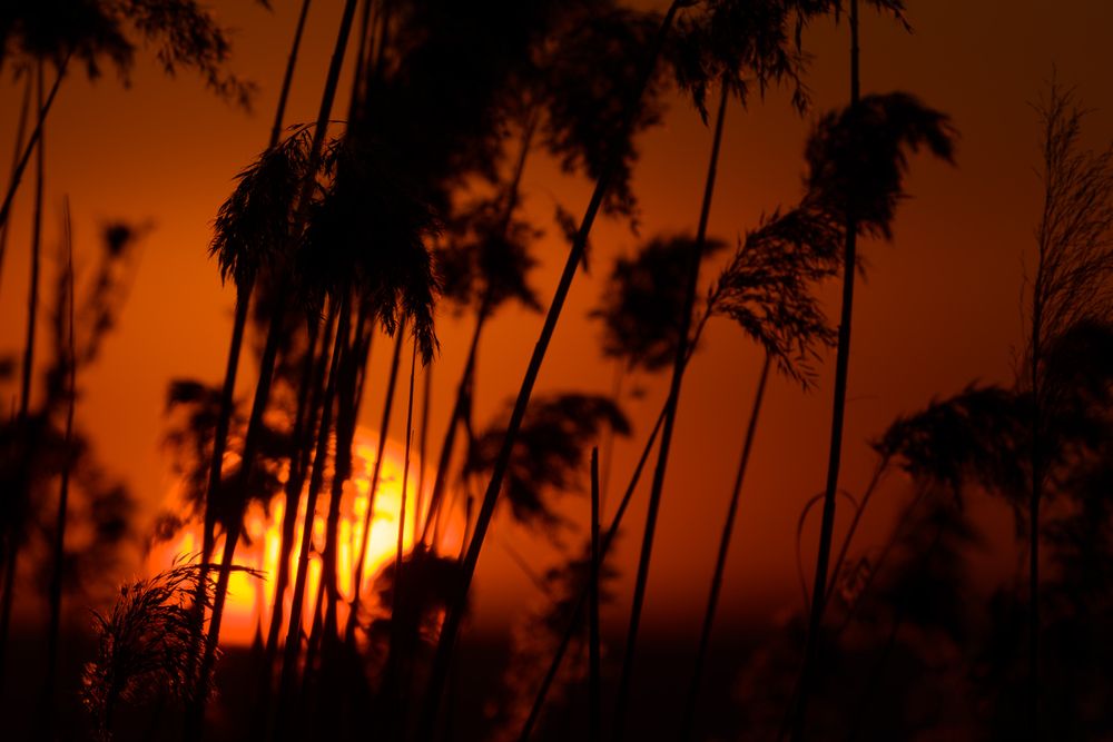 Photograph by Alex Reedson