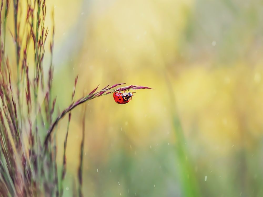 Photograph by Дарья Яновцева