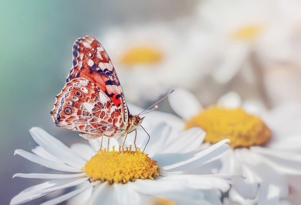 Photograph by Дарья Яновцева