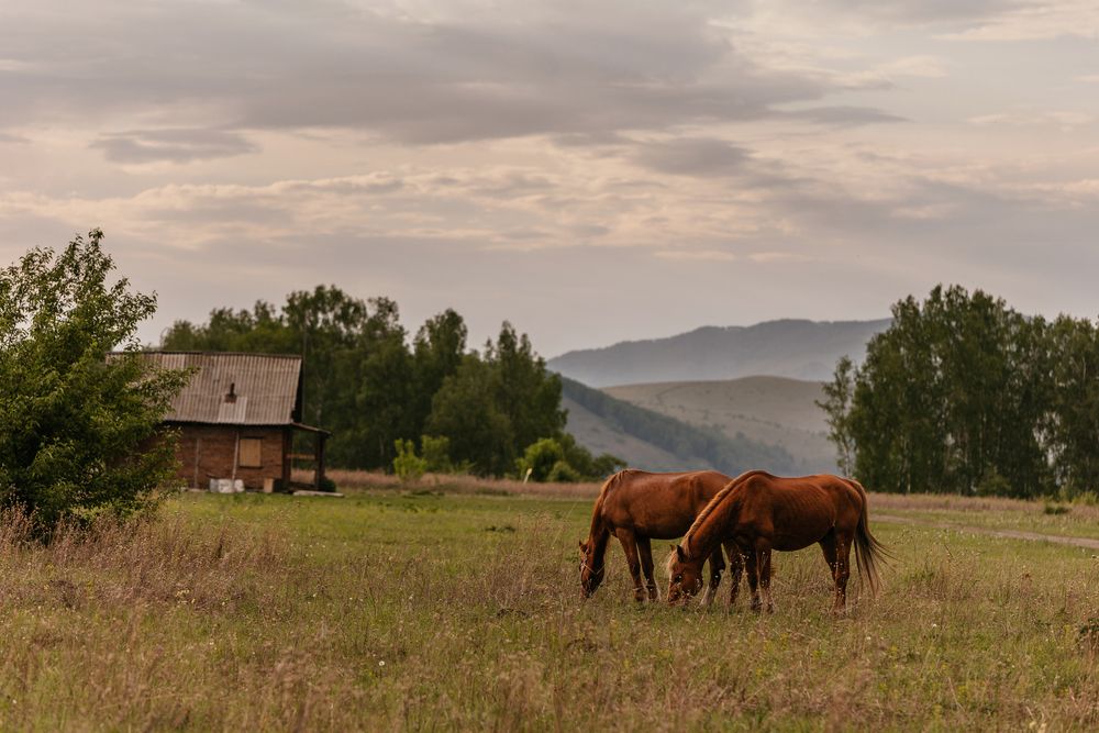 Алтай, природа, кони.