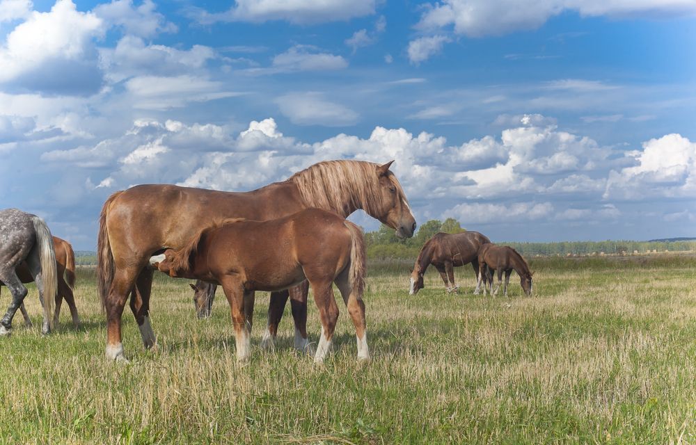 Безмятежность