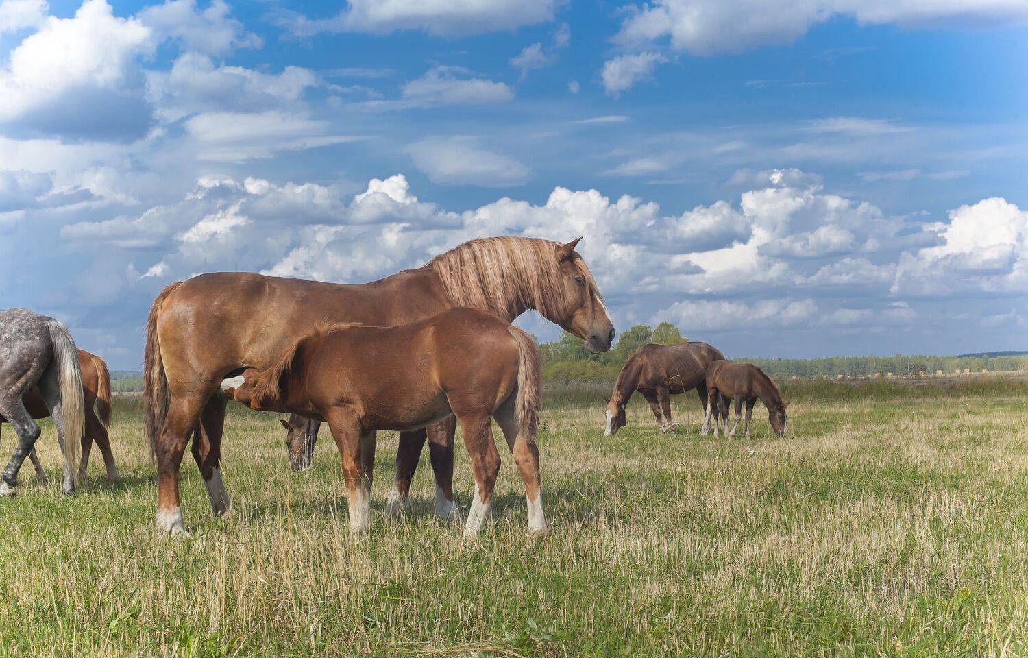 Безмятежность