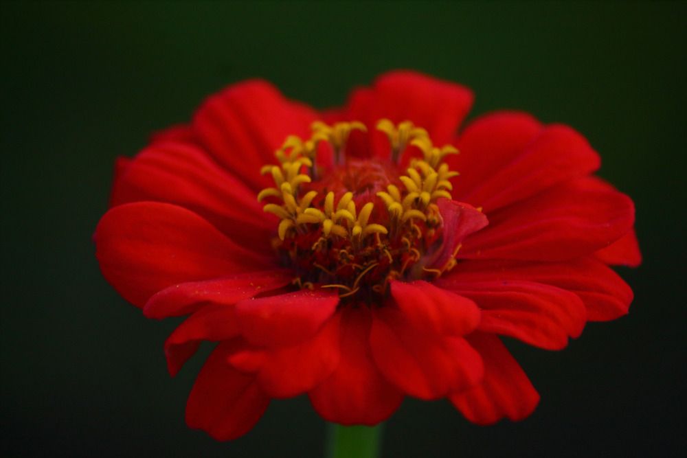 Photograph by Елена Наленч