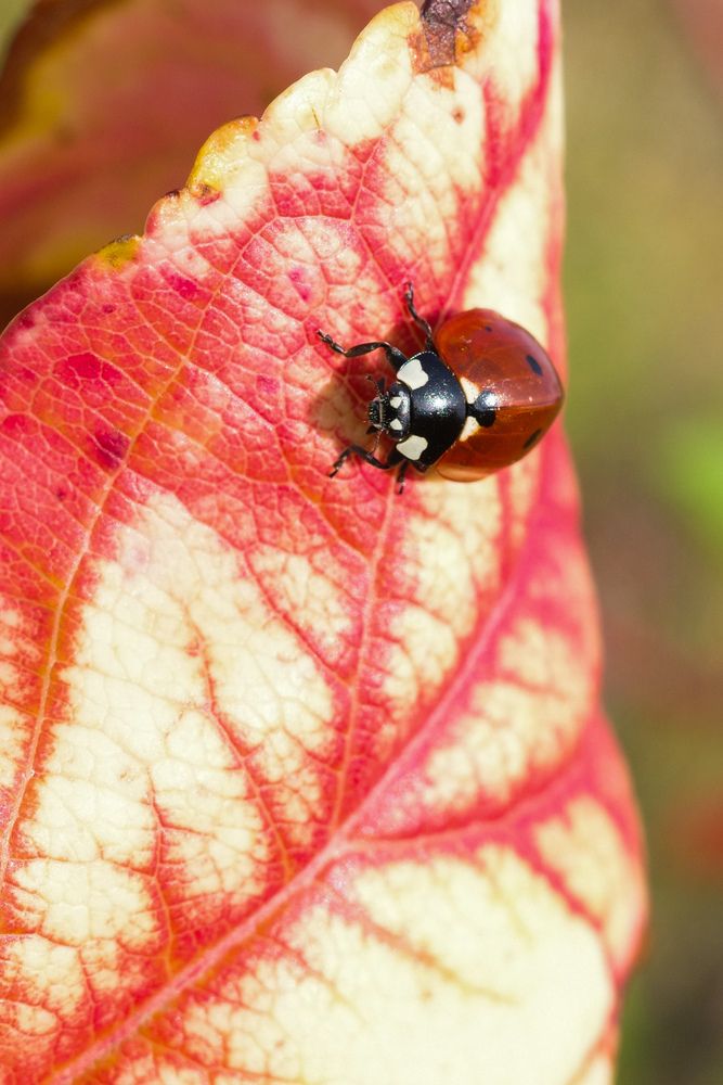 Photograph by Алла Никушкина