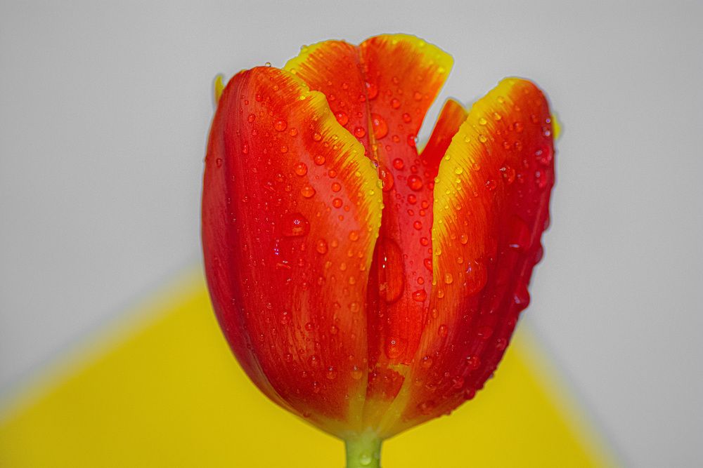 Photograph by Муза Латинская