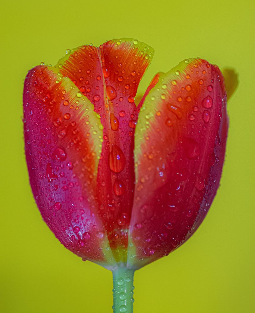 Photograph by Муза Латинская