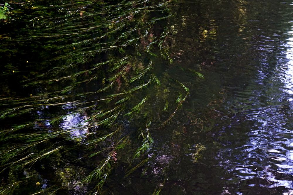 Photo #13431245