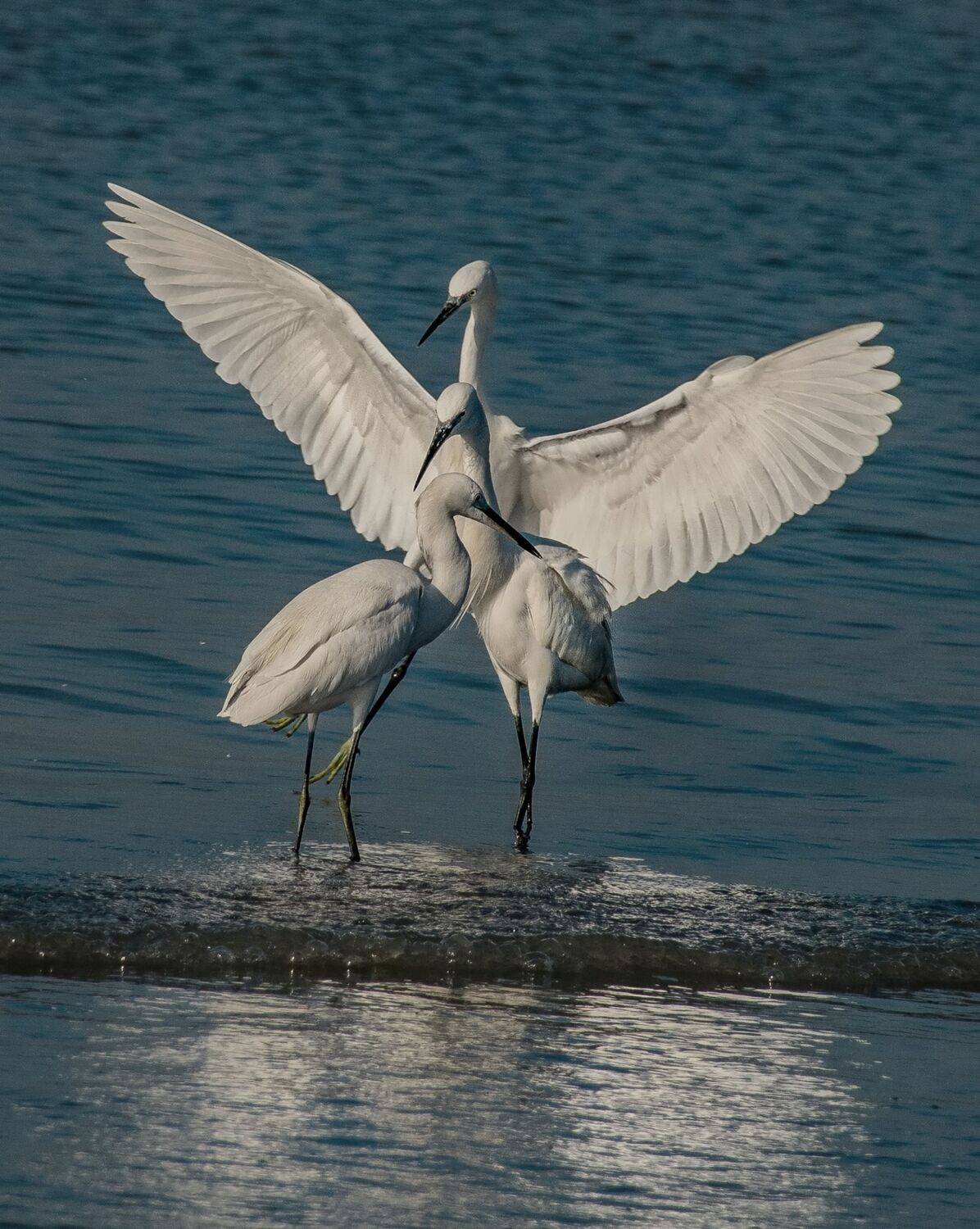 The Silent Choreography of Nature