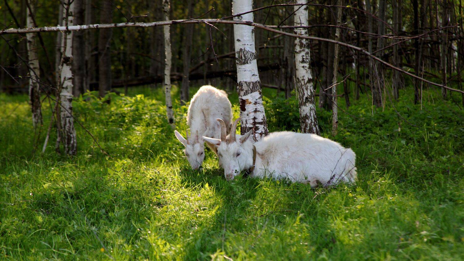 Фотография #13431659