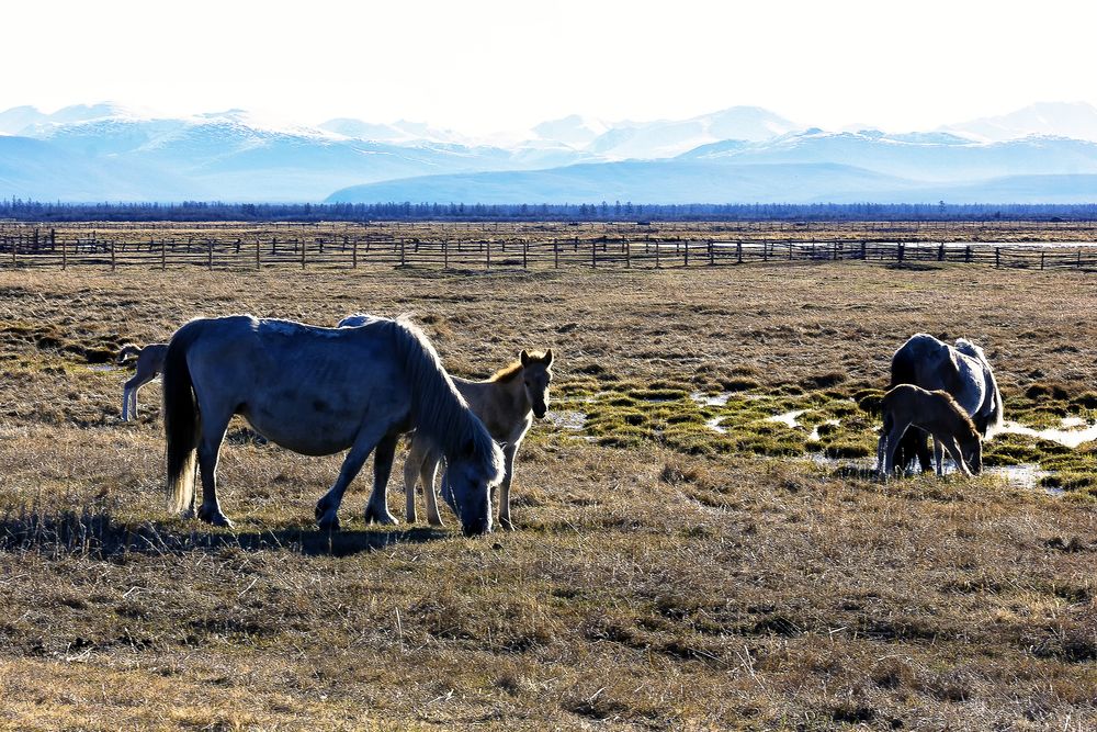 На водопое.