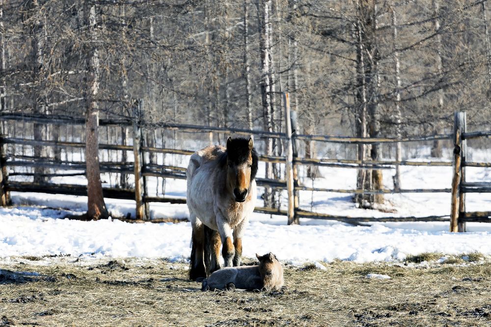 Кобыла с жеребенком.