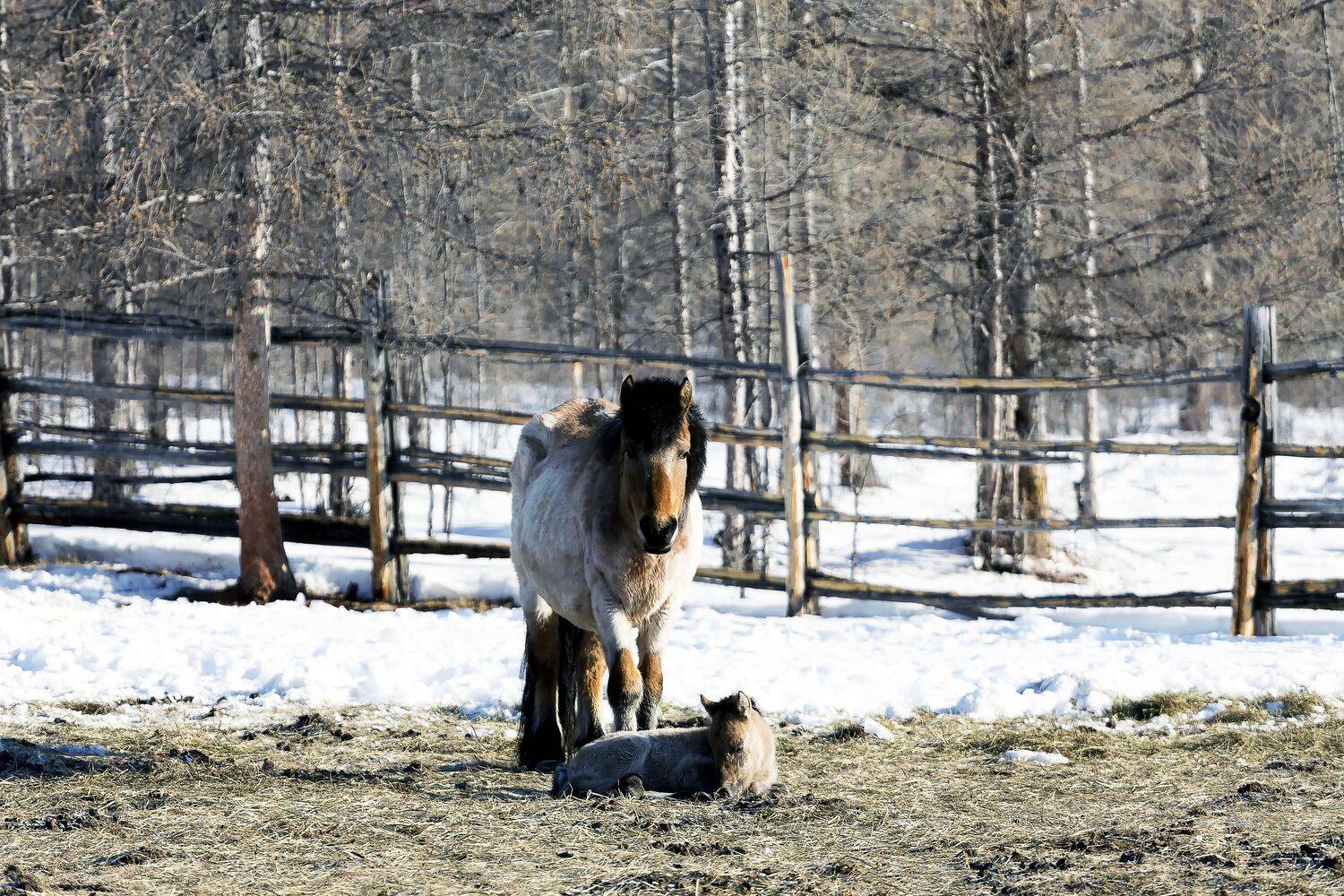 Кобыла с жеребенком.