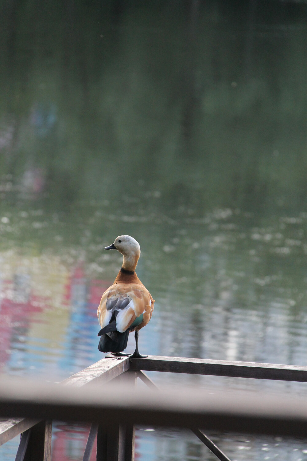 Photo #13431808