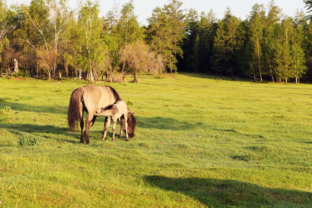 Кобыла с жеребенком.