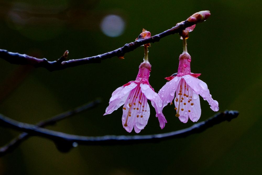 Two Blooms in the Rain