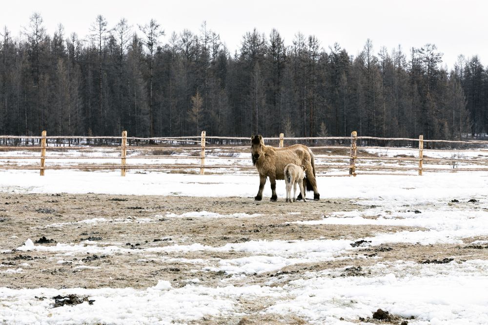 Кобыла с жеребенком.