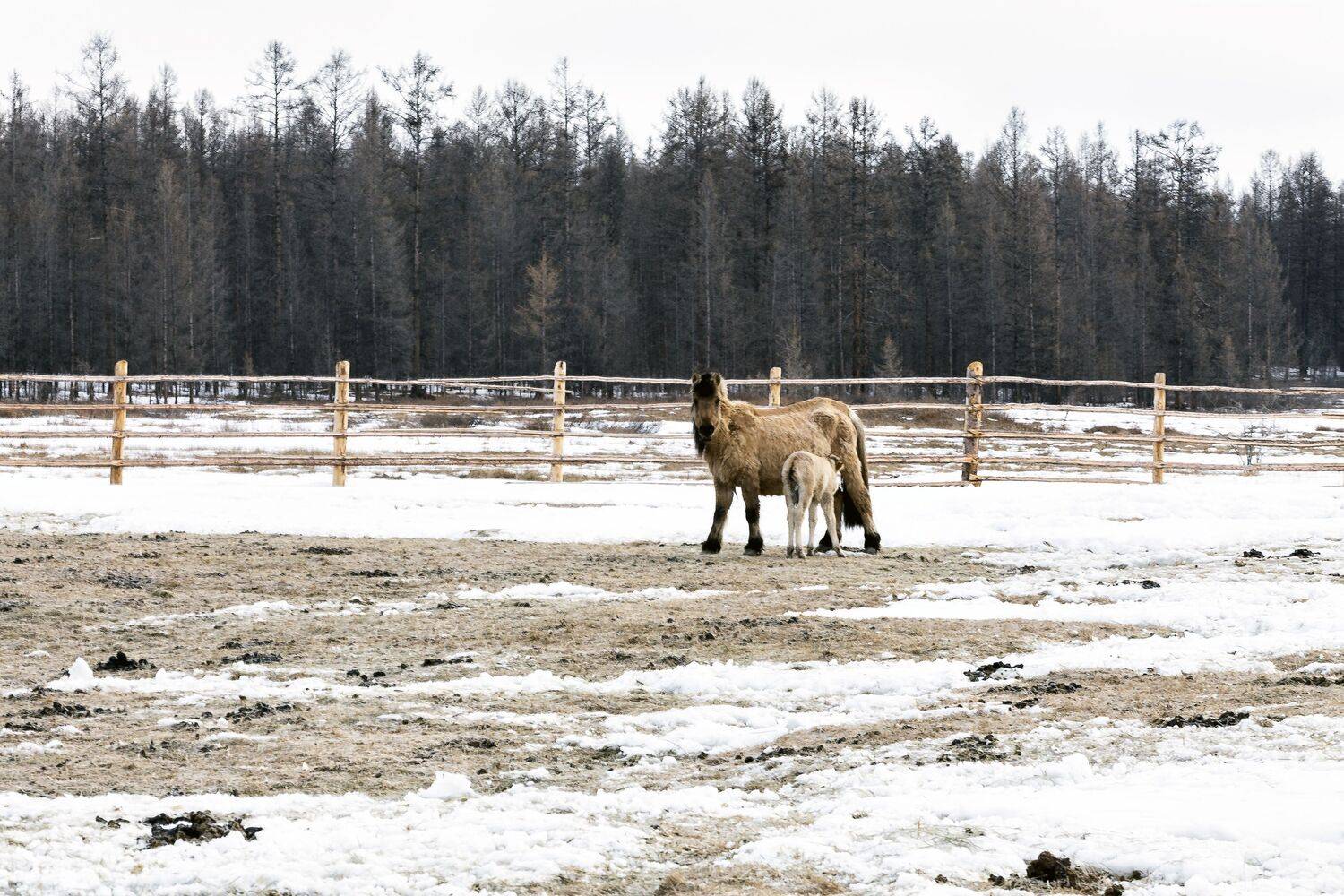 Кобыла с жеребенком.