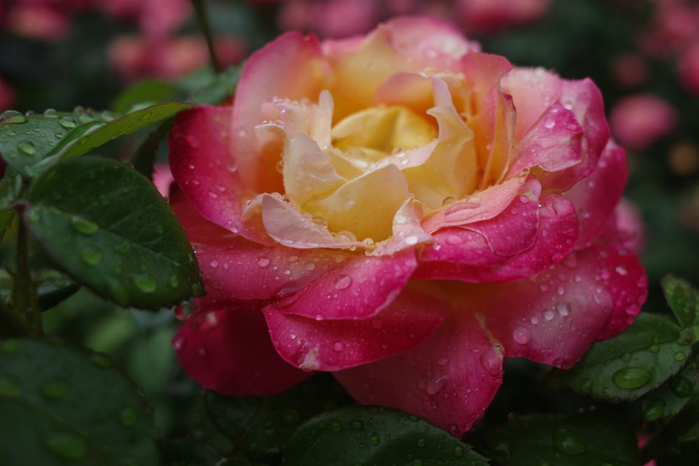 Photograph by Алла Никушкина