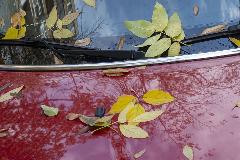 Фотография автора Dimitri Bakhtadze