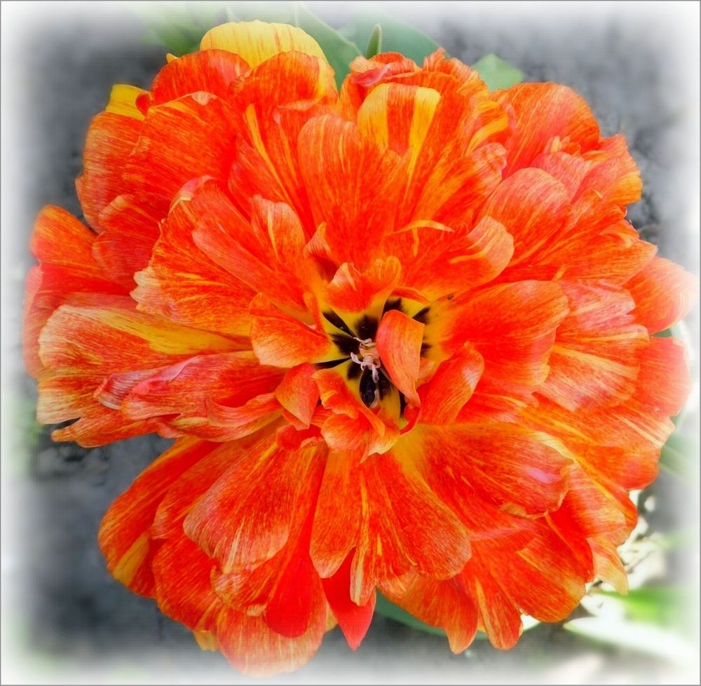 Photograph by Елена Сухорученкова