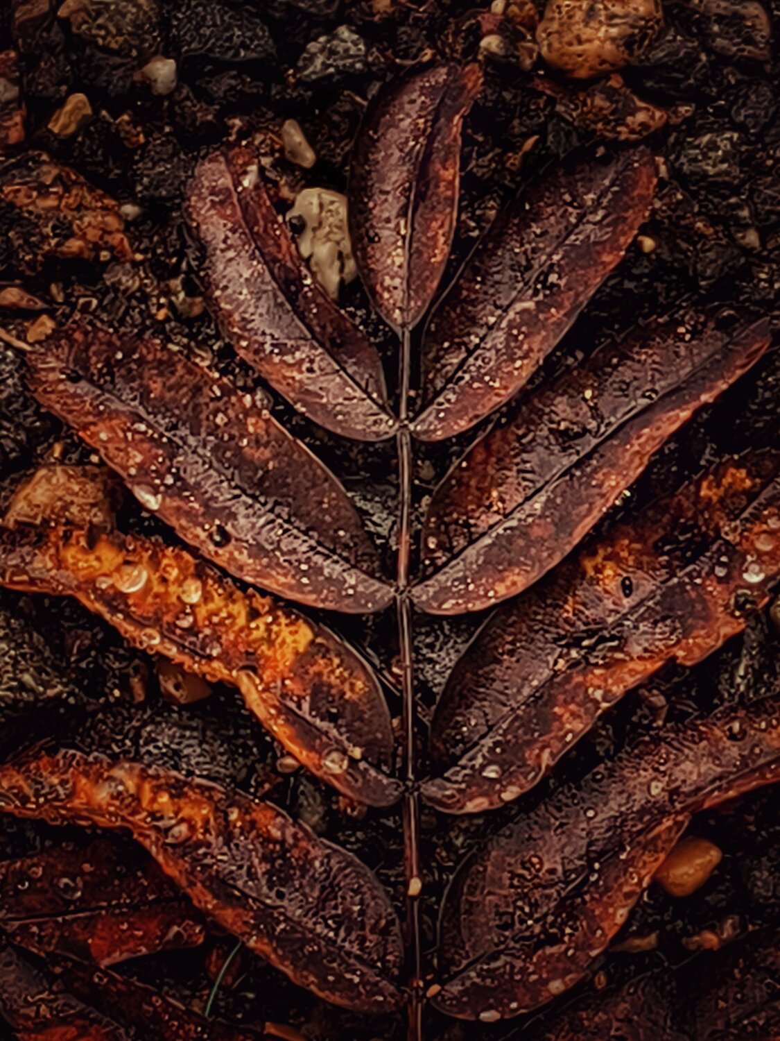 Photo #13432286