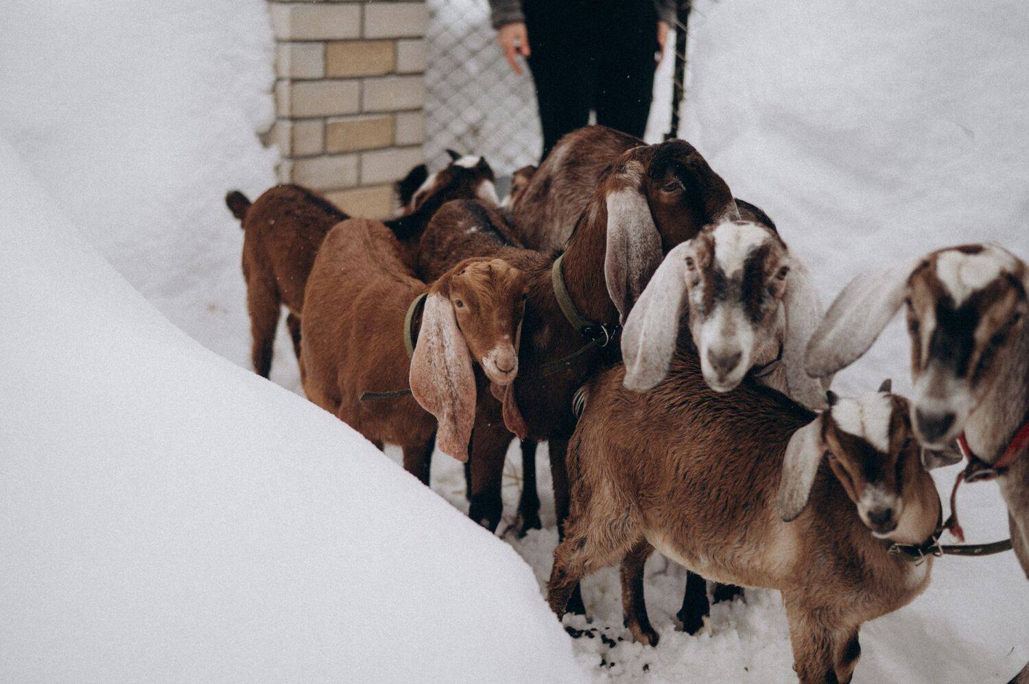 Фотография #13432518