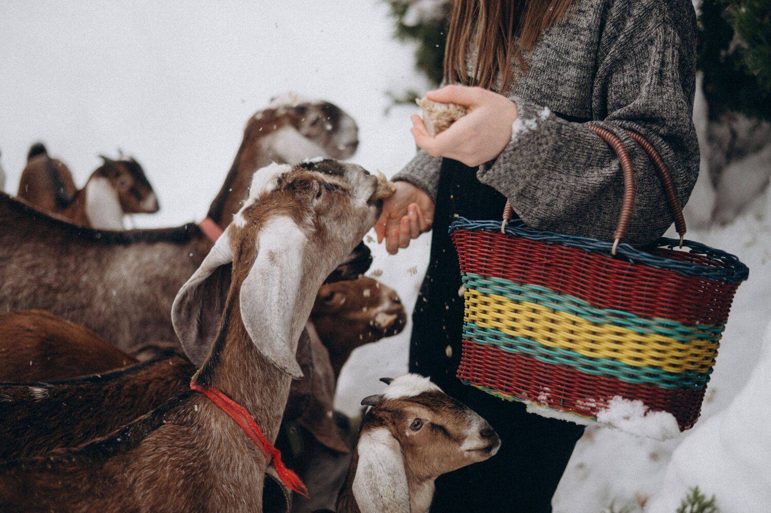 Фотография #13432521