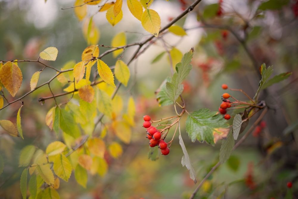 Photograph by Ирина
