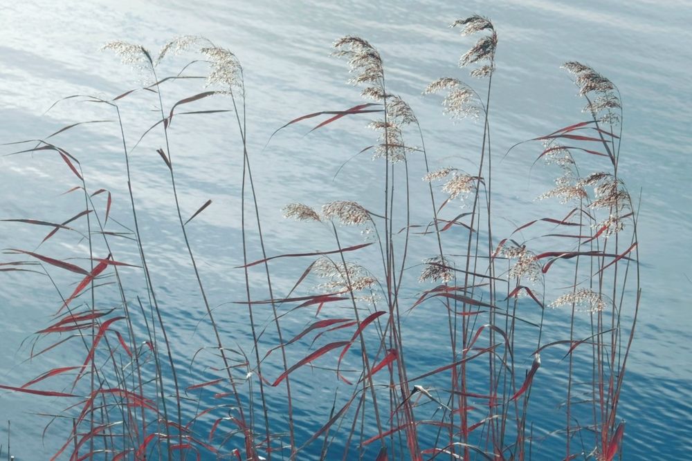 Photograph by Helena Poulová
