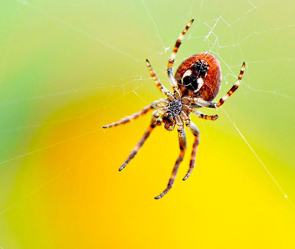 Фотография автора Marjo Steffen