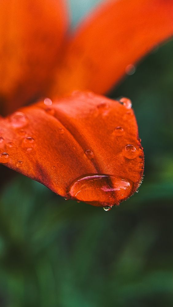 Photograph by Елена Гребенюк