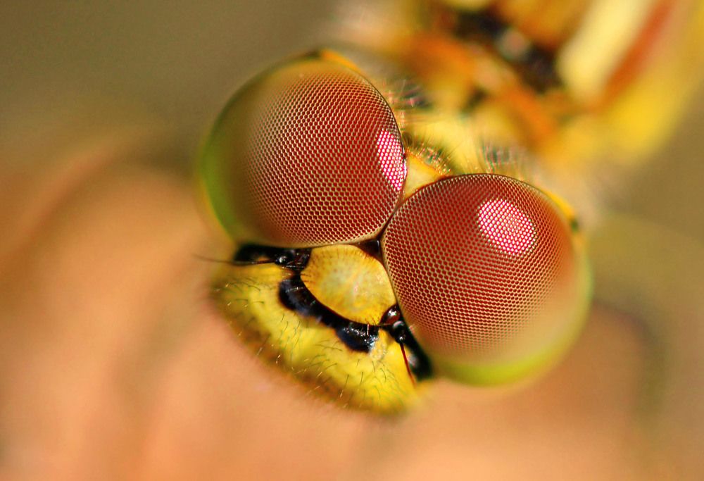 Фотография автора Marjo Steffen