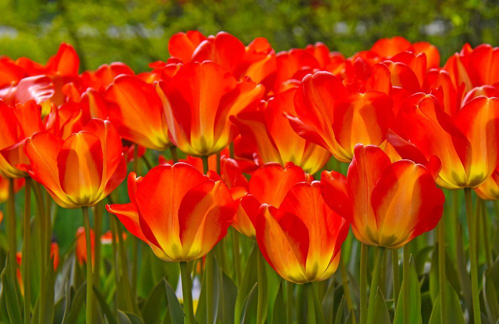 Фотография автора Marjo Steffen