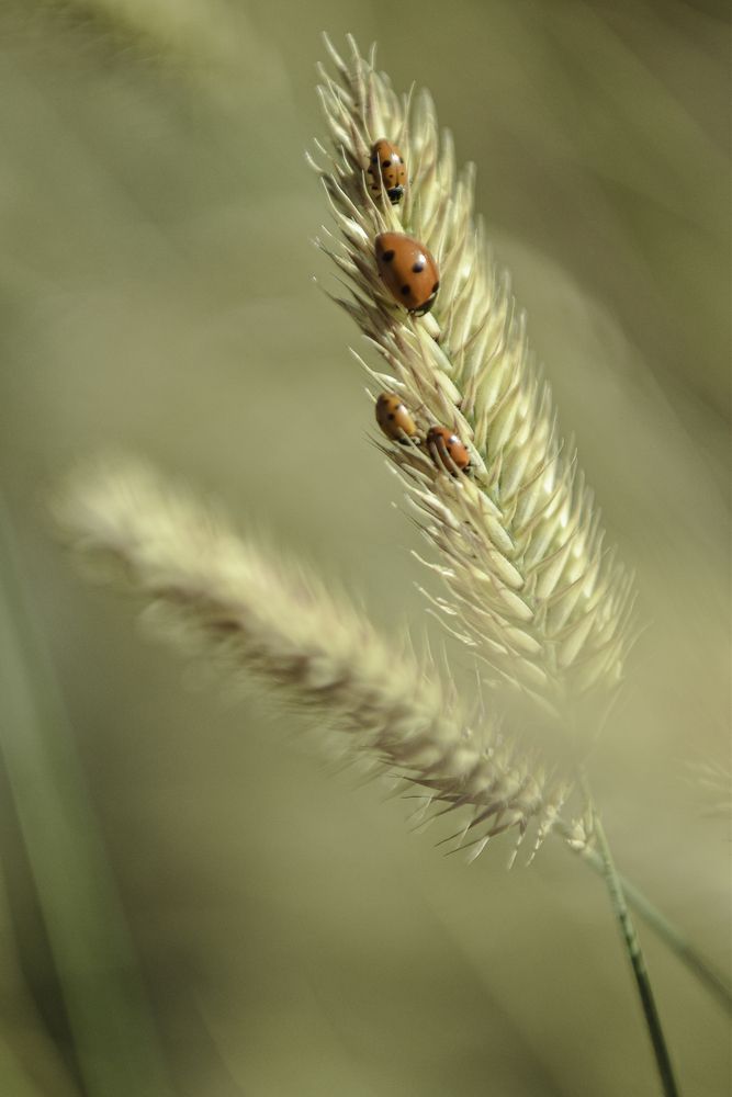 Photograph by Королева Екатерина