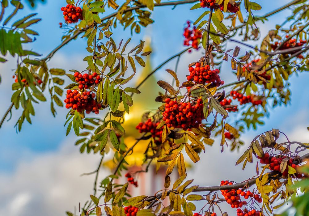 Русские мотивы