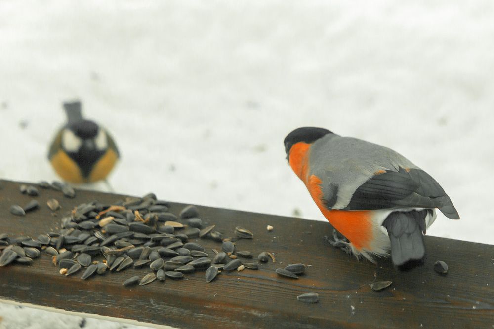 The titmouse is blue and yellow. In winter, she pecks sunflower seeds.A bird in flight. Close-up, Wildlife concept. the animal world. postcard. Space for the text.White background.