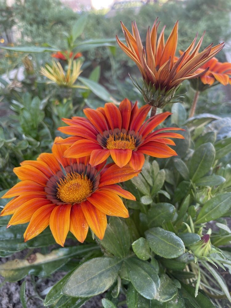 Краски лета